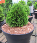 Preview: Thuja occidentalis Maks 1